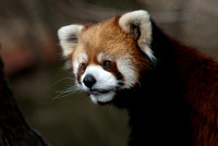 Akron Zoo