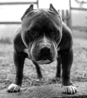 Vader